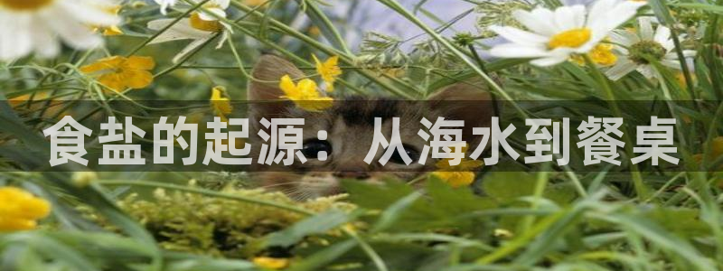 威九国际成长模式